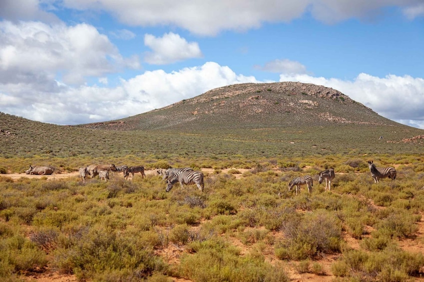 Picture 6 for Activity Cape Town: Aquila Safari Game Drive with Lunch and Wine 4
