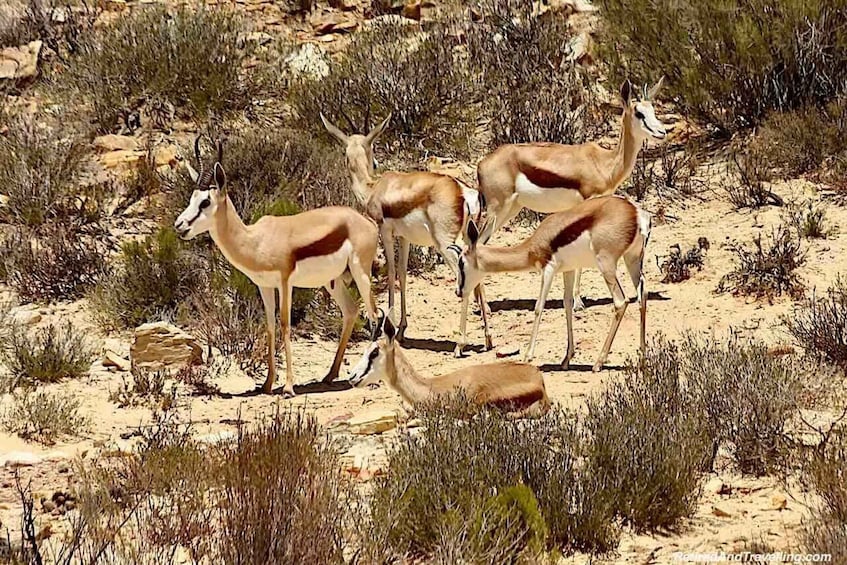 Picture 14 for Activity Cape Town: Aquila Safari Game Drive with Lunch and Wine 5