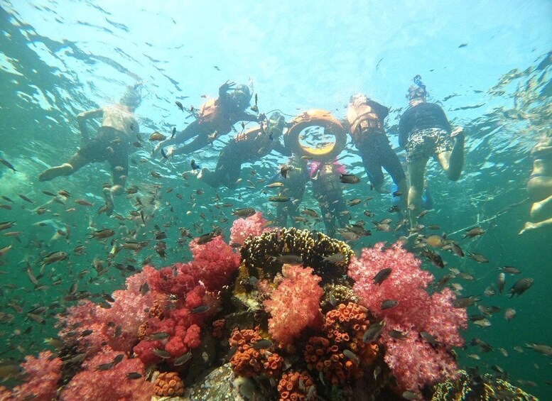 Divers swimming among vibrant coral reefs with schools of fish. 1