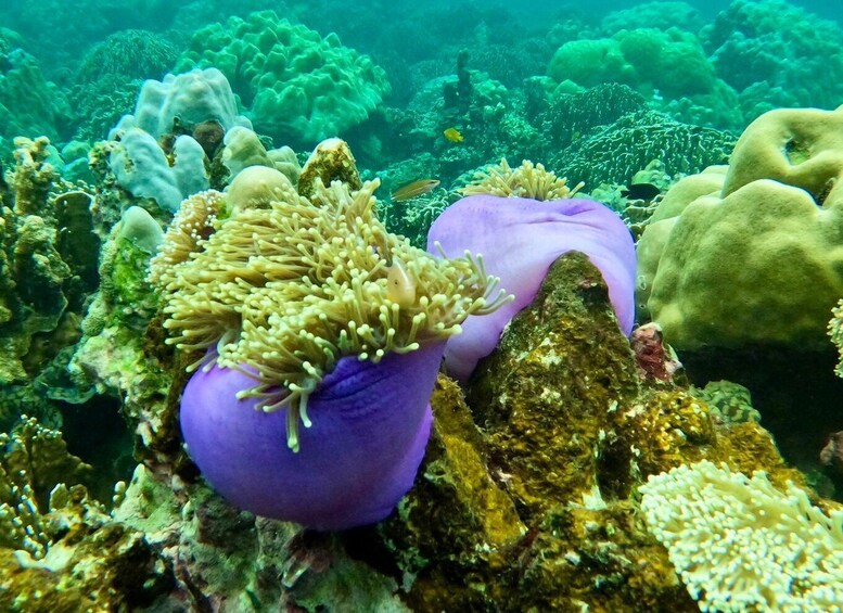 A vibrant coral reef with purple sea anemones and green algae. 4