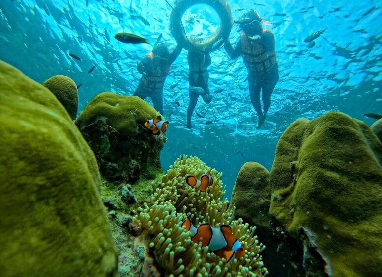 Two divers underwater surrounded by coral and fish. 5