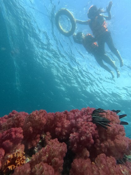 A diver with a tether, underwater coral reef, and fish. 2