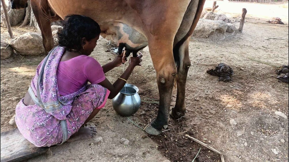 A person milking a cow in a rural setting. 5