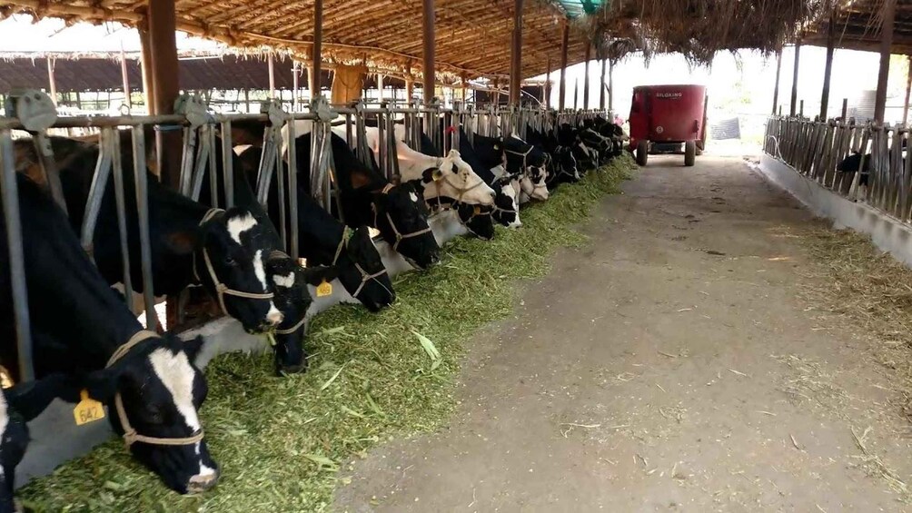 A row of cows in a barn eating hay. 5