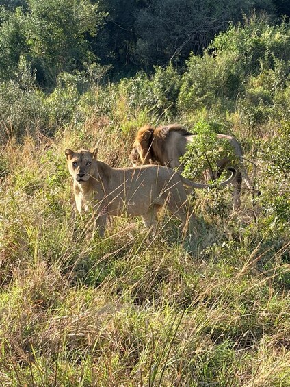 Richards Bay: Hluhluwe Imfolozi Park Excursion 1