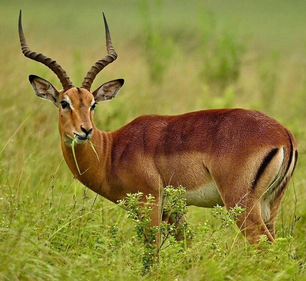 Picture 4 for Activity Richards Bay: Hluhluwe Imfolozi Park Excursion 3