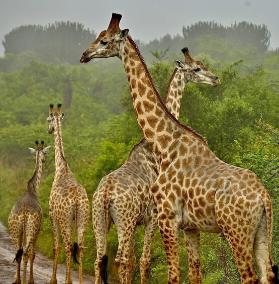 Picture 5 for Activity Richards Bay: Hluhluwe Imfolozi Park Excursion 4