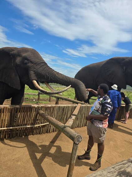 Picture 1 for Activity Richards Bay: Hluhluwe Imfolozi Park Excursion 5