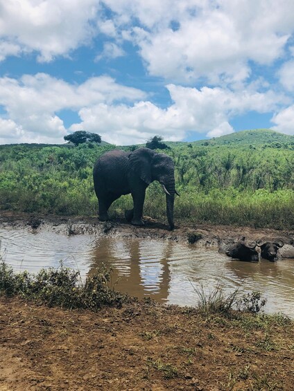 Picture 2 for Activity Richards Bay: Hluhluwe Imfolozi Park Excursion 2