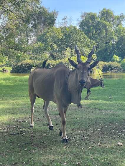 A kudu in a grassy field with trees in the background. 4