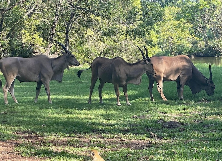 Four antelopes grazing in a grassy area near a body of water, with trees in the background. 5