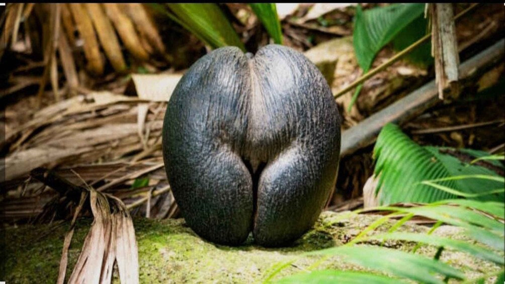A large, dark-colored fruit with a smooth surface, surrounded by green foliage and brown leaves on the ground. 3