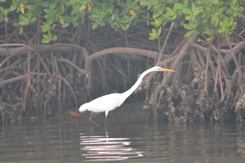 A white heron standing in shallow water with mangrove roots in the background. 4
