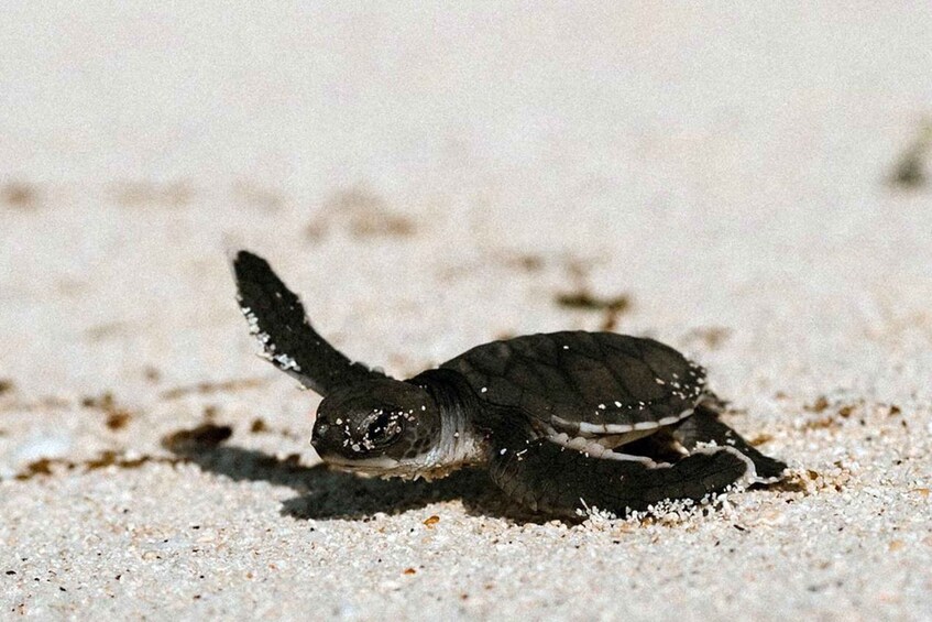 A baby sea turtle on a sandy beach. 4