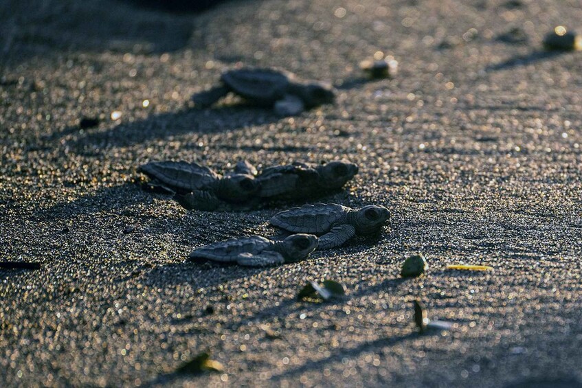 A group of turtles on a sandy surface. 2