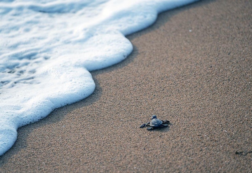 A turtle on a sandy beach with waves approaching. 5