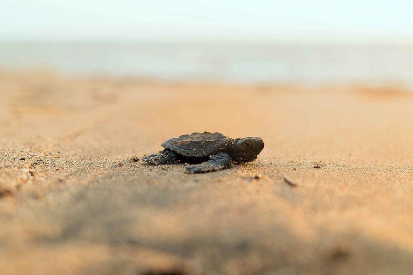 A turtle on a sandy beach. 3