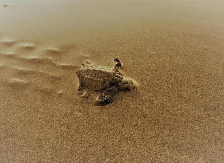 A sand sculpture of a turtle on a sandy beach. 1