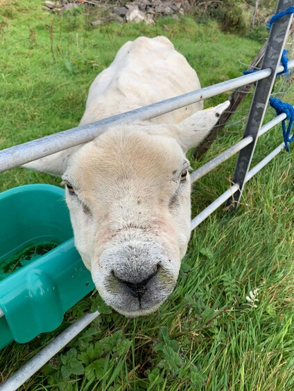 A white goat behind a metal fence with a green container nearby. 4