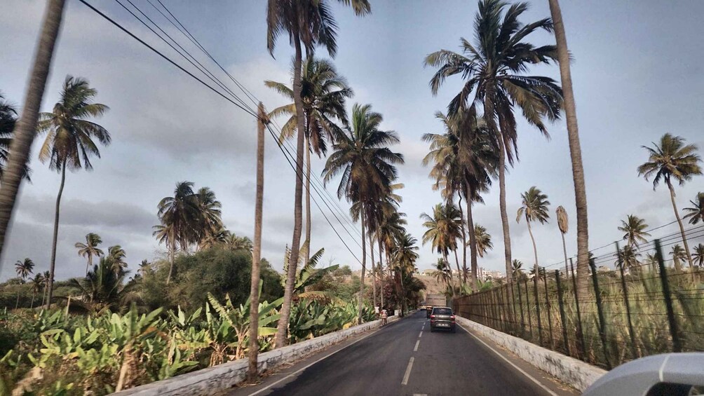 Picture 22 for Activity Praia: Pedra Badejo Coconut Plantation & Black sand beach 4