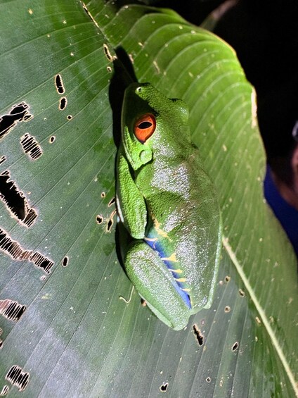 A green frog with orange eyes on a leaf. 3