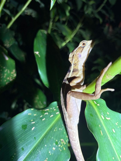 A lizard on a green leaf. 4