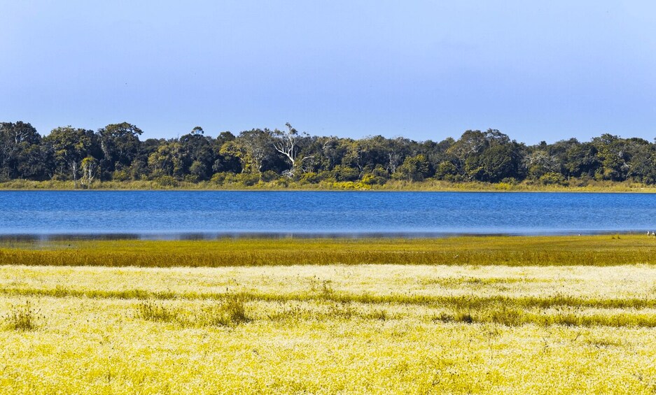 A coastal landscape with a clear blue sky, a sandy beach, and a dense forest in the background. 5