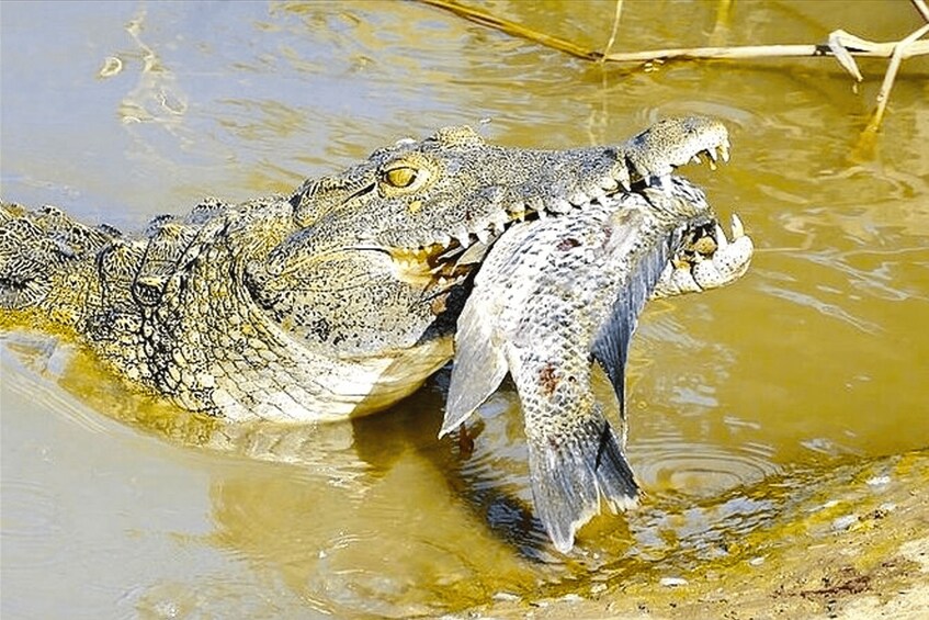 Two crocodiles in water with a fish. 4