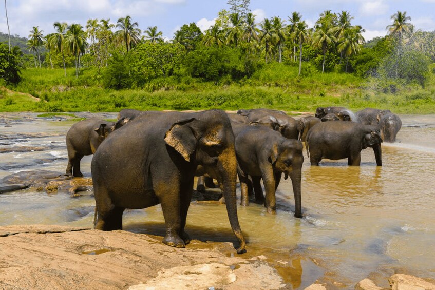 Picture 4 for Activity Budget Safari to Wilpaththu National Park from Anuradhapura 2