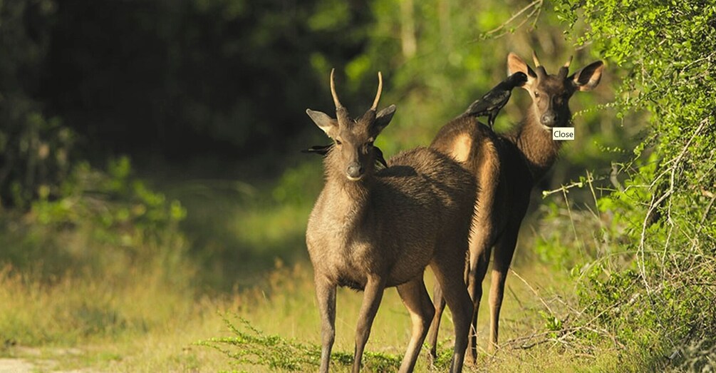 Two deer standing in a grassy field with dense foliage in the background. 2