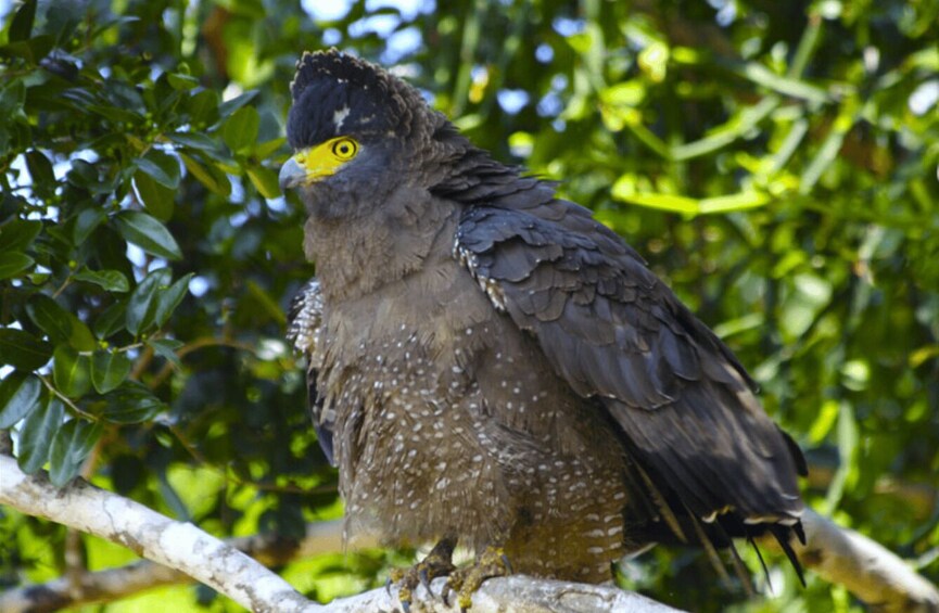 A bird perched on a branch surrounded by green foliage. 3