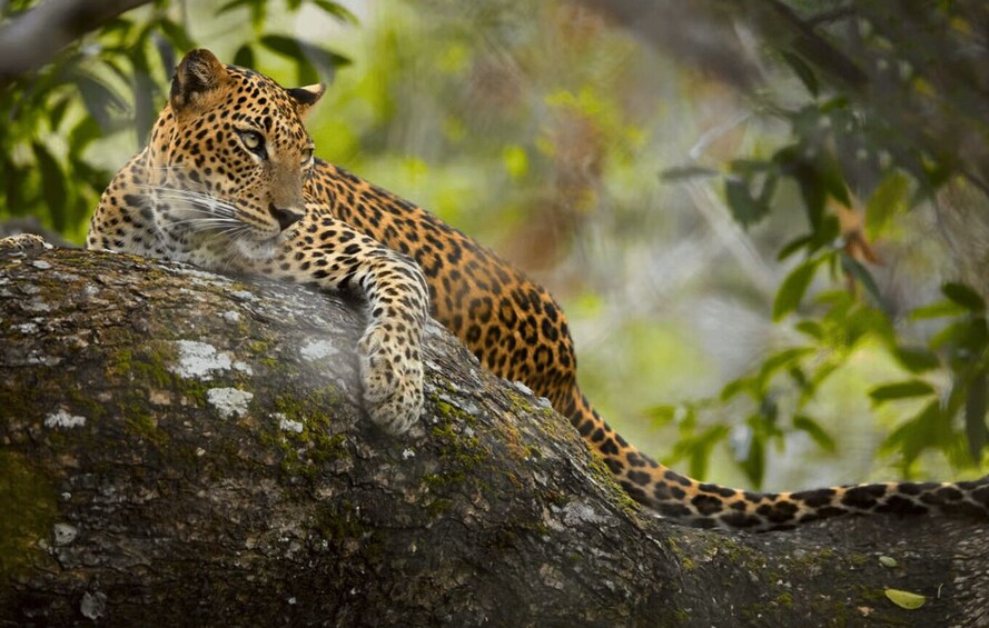 A leopard resting on a moss-covered tree branch in a forest. 1