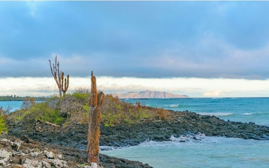 A rocky shoreline with sparse vegetation and a distant mountain range under a cloudy sky. 1