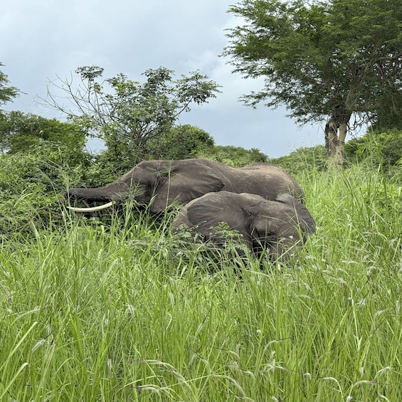 Two elephants resting in tall grass with trees in the background. 4