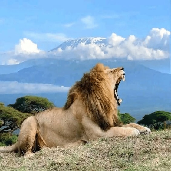 A lion lying on grass with a mountain and clouds in the background. 5