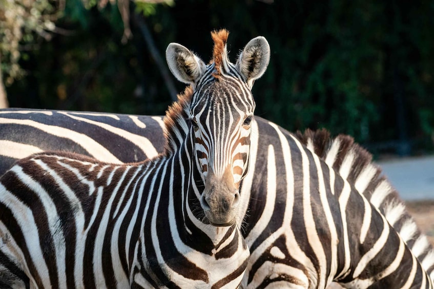 A zebra with distinctive black and white stripes standing in a natural setting. 1