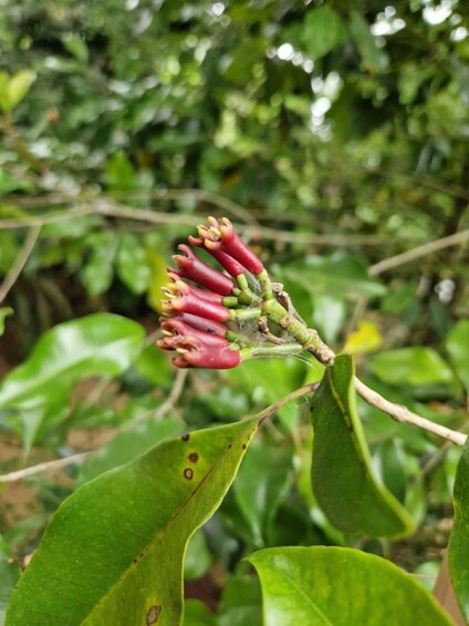 Picture 14 for Activity Spices farm, Jozani Monkeys & Sea Turtles: Zanzibar Nature 3
