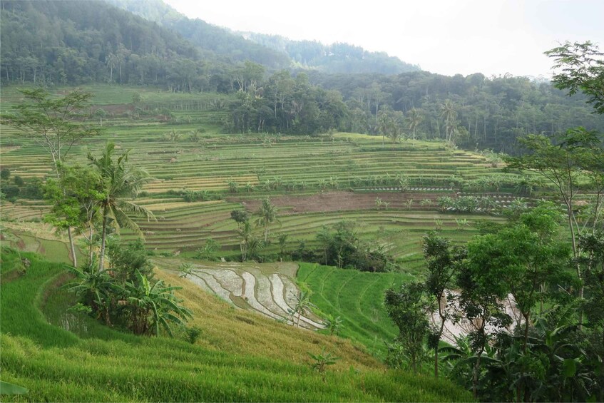 Terraced rice fields with banana plants and palm trees. 3