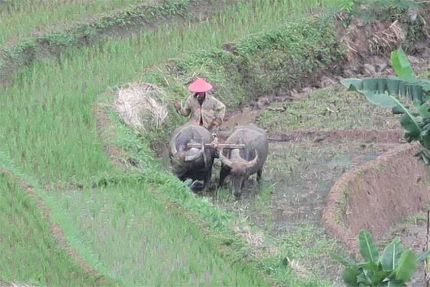 A person in traditional attire leading two oxen through a rice paddy. 2