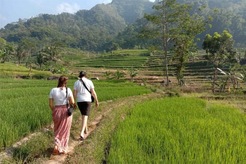 Two people walking on a path through terraced rice fields with a mountainous backdrop. 1