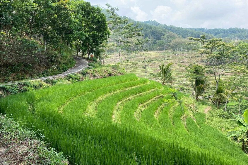Terraced rice fields, a winding road, and a hilly landscape with dense vegetation. 4