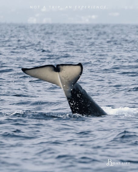 Picture 16 for Activity Faro: Dolphin & Marine Wildlife Watching 4