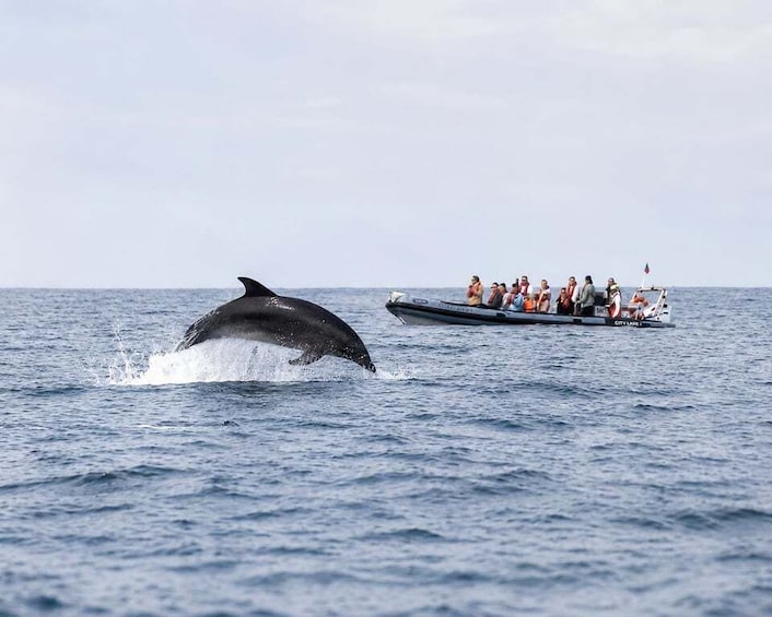 Faro: Dolphin & Marine Wildlife Watching 3