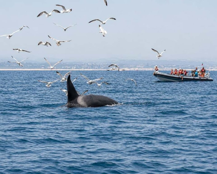 Picture 2 for Activity Faro: Dolphin & Marine Wildlife Watching 2