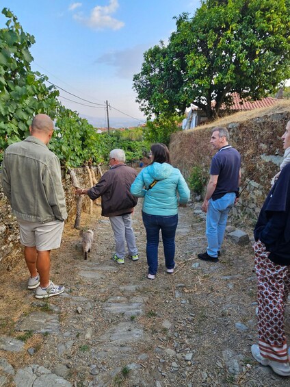A group of people walking on a stone path in a vineyard. 1