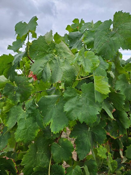 A vineyard with lush green grapevines and leaves. 5