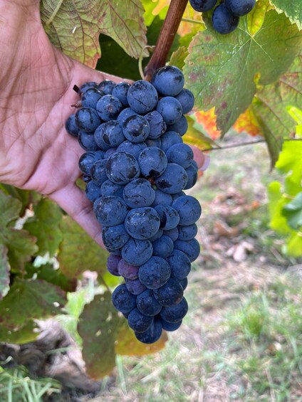 A bunch of dark blue grapes held in a hand. 4