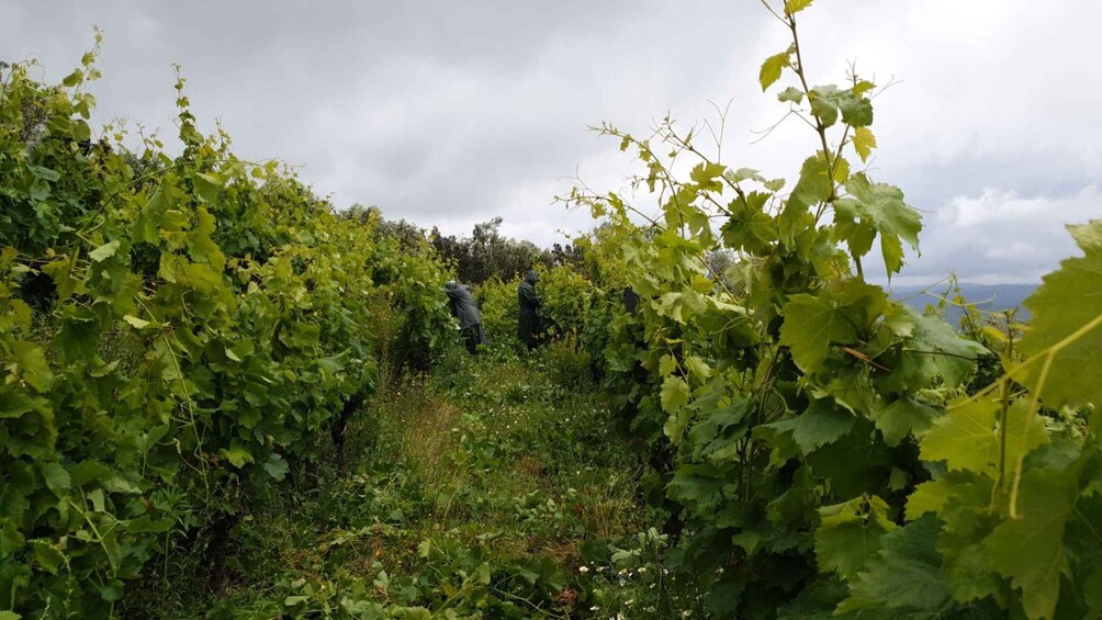 A vineyard with rows of grapevines and a cloudy sky. 3