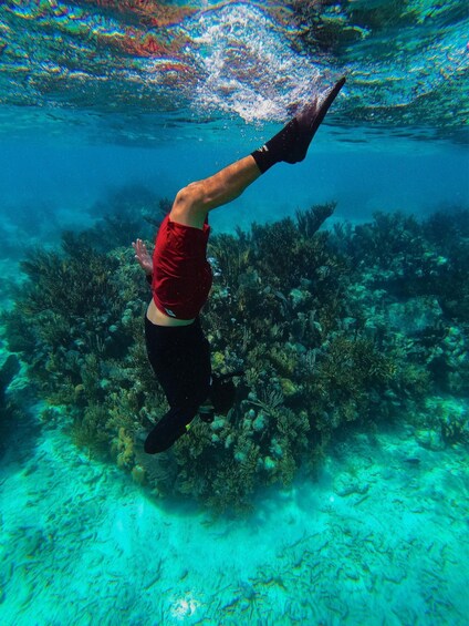 A person swimming underwater with coral and marine life. 2