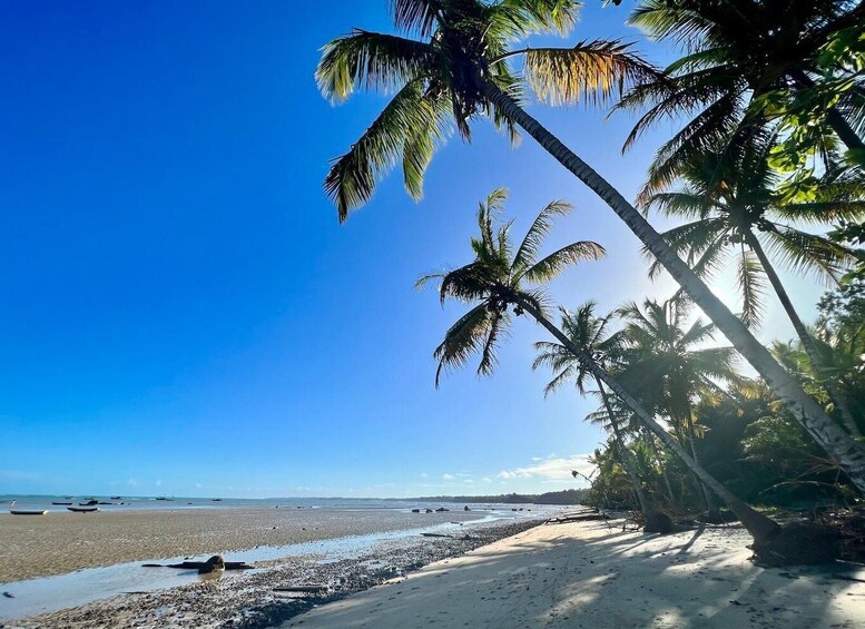 A beach with palm trees and a clear blue sky. 4